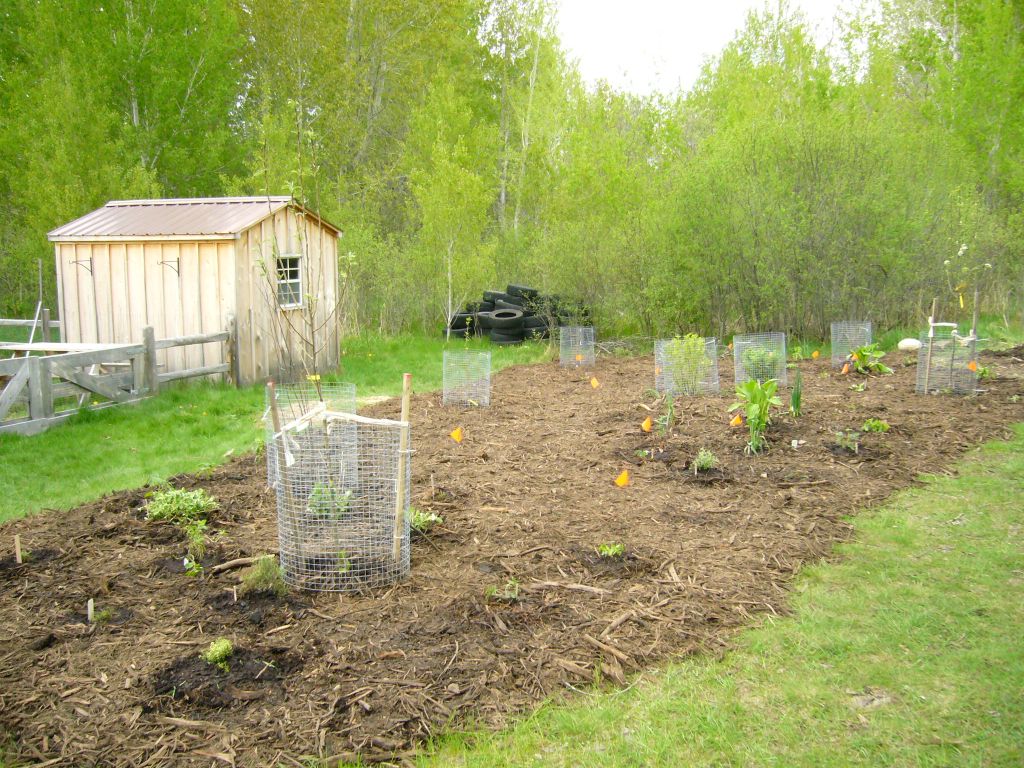 edible forest garden