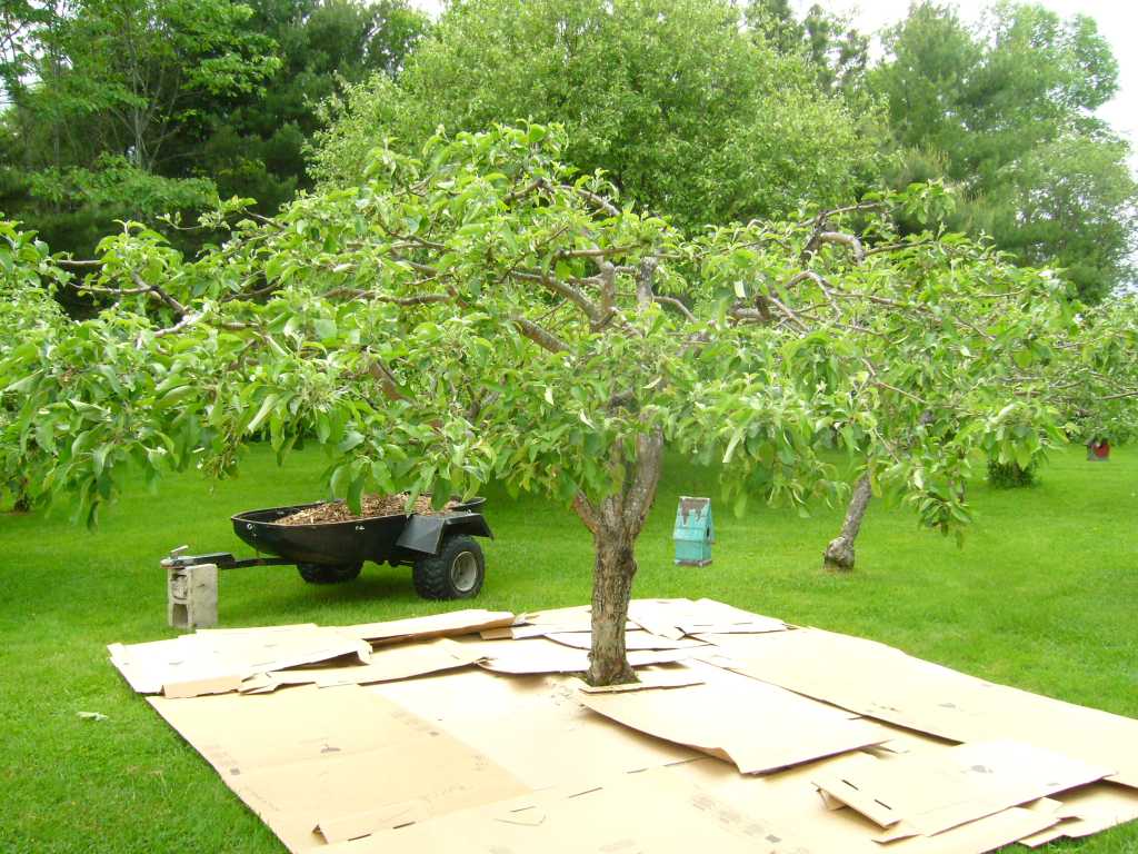 sheet mulch around tree