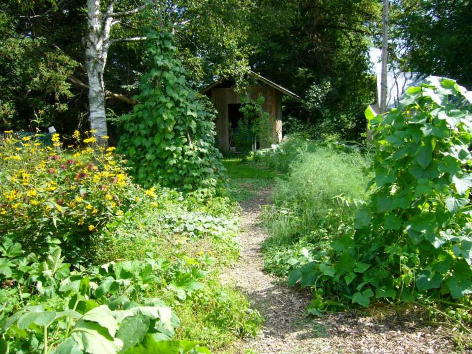 garden after permaculture design