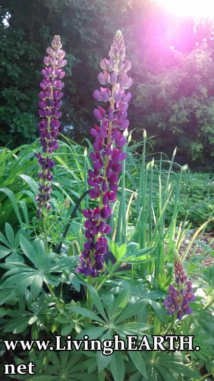 lupin blooms in the sunlight