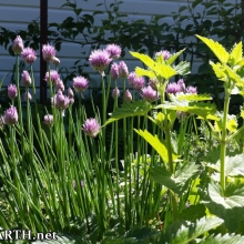 chives, catnip, silverweed and clover, with espalier pear tree in background