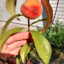 a juicy peach... the peach tree lives in a pot that goes in the garage in winter