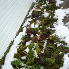 digging chard under the snow in late November
